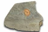 Orange Trinucleid Trilobite (Declivolithus) - Mecissi, Morocco #372374-1